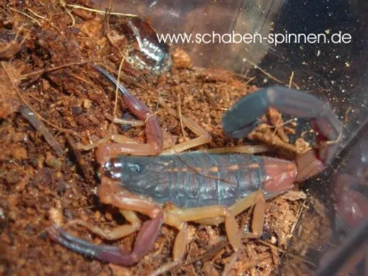 Centruroides gracilis - Instar 3