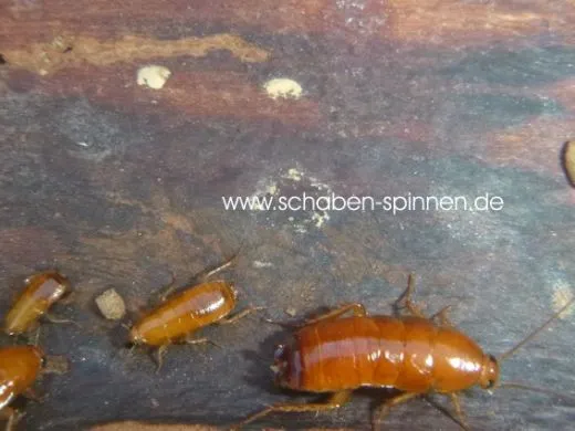 Parcoblatta fulvescens - 30 - 40 Stück all size