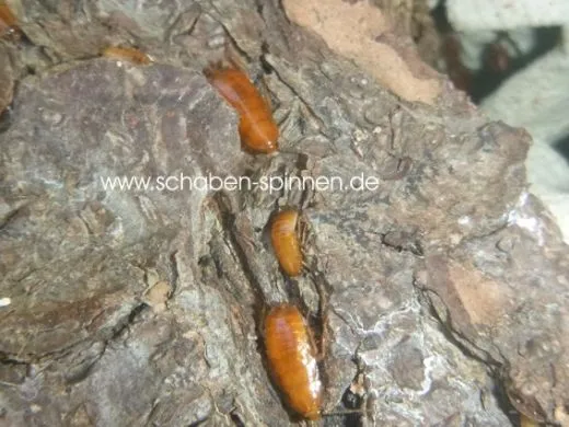 Parcoblatta fulvescens - 30 - 40 Stück all size