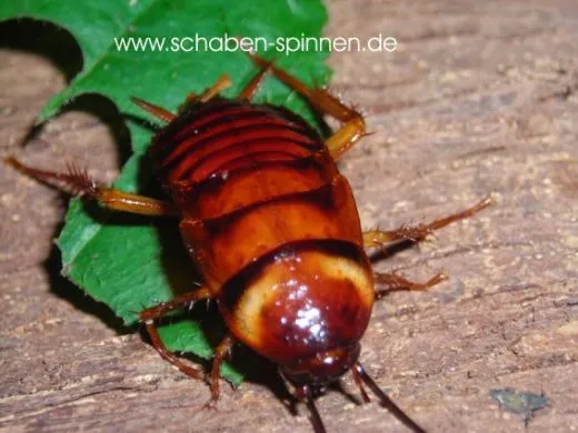 Periplaneta americana - ca. 40 Stück al size