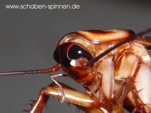 Periplaneta americana - ca. 40 Stück al size