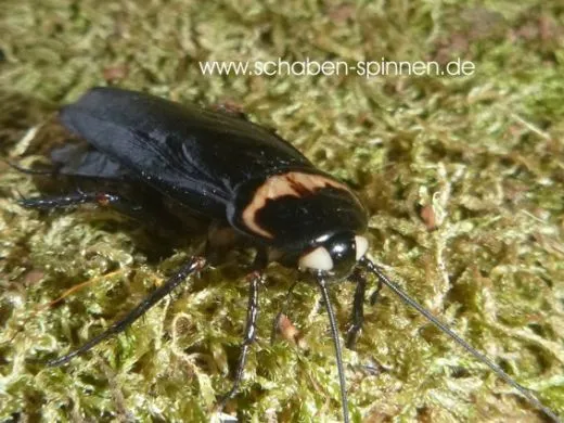 Periplaneta americana Black "White Eye" - 40 Stück all size