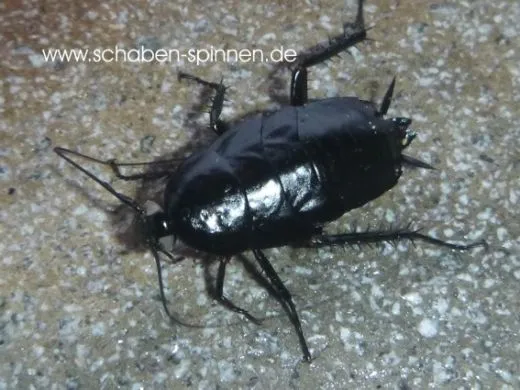 Periplaneta americana Black "White Eye" - 40 Stück all size