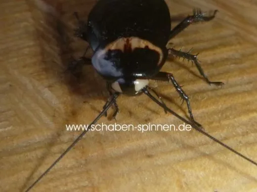 Periplaneta americana Black "White Eye" - 40 Stück all size