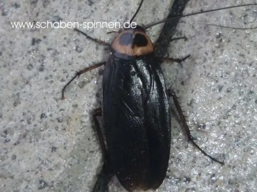 Periplaneta americana Black - 40 Stück all size