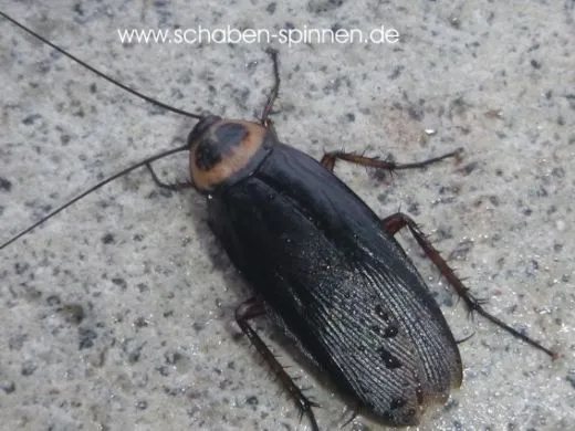 Periplaneta americana Black - 40 Stück all size