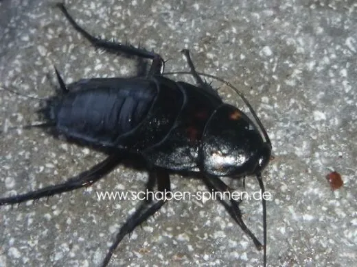 Periplaneta americana Black - 40 Stück all size