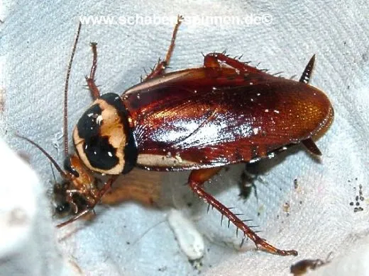 Periplaneta australasiae - ca. 40 Stück all size