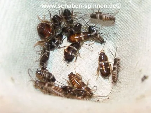 Periplaneta australasiae - ca. 40 Stück all size