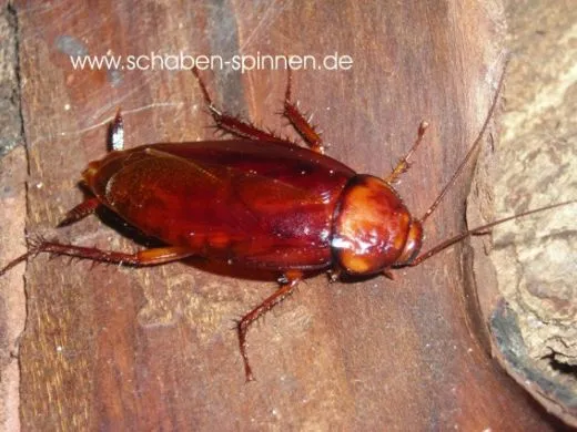 Periplaneta brunnea - ca. 40 Stück all size