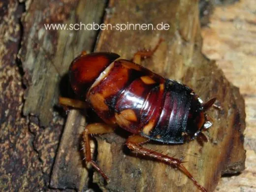 Periplaneta brunnea - ca. 40 Stück all size