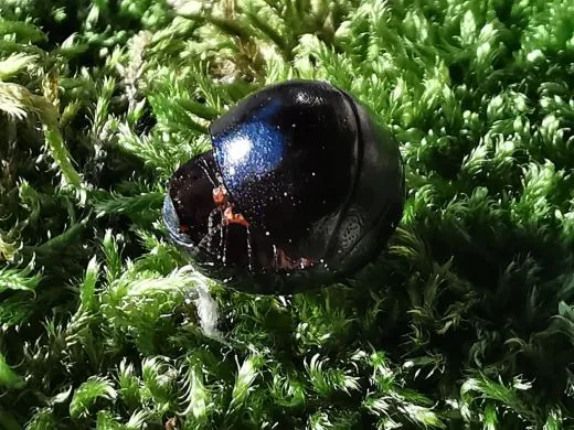 Perisphaerus punctatus - 10 Stück mixed