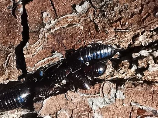 Perisphaerus punctatus - 10 Stück mixed