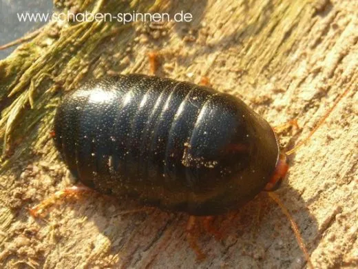 Perisphaerus pygmaea - 10 Stück mixed