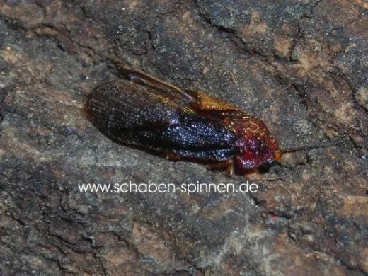 Perisphaerus pygmaea - 10 Stück mixed