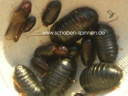 Perisphaerus pygmaea - 10 Stück mixed