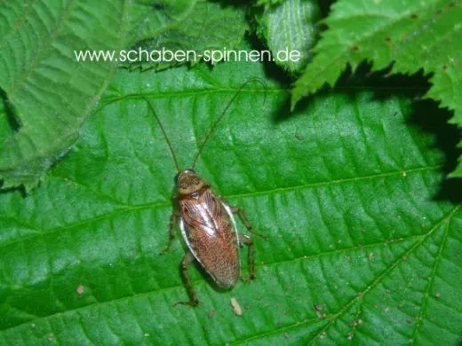 Balta notulata 20 Stück all size