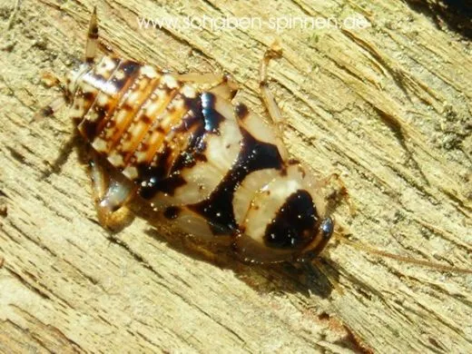 Balta notulata 20 Stück all size