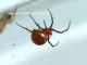 Latrodectus menavodi, - 2.- 3.FH