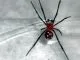 Latrodectus menavodi 1.0 subadult/adult