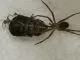 Loxosceles laeta 0.1 - subadult / adult