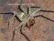 Heteropoda venatoria - 2.-4. FH