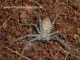 Heteropoda venatoria - 2.-4. FH