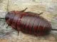 Aeluropoda insignis 100 Stück mixed