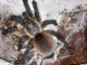 Monocentropus balfouri - subadult/adult
