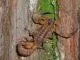 Babycurus jacksoni - Instar 2 - 3,