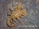 Tityus stigmurus - Instar 2 - 3