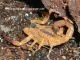 Tityus stigmurus - Instar 2 - 3