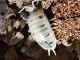 Porcellio laevis „Panda“ - 20 Stück