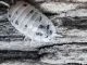 Porcellio laevis „Panda“ - 20 Stück