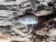 Porcellio laevis „Panda“ - 20 Stück