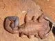 Tityus magnimanus - Instar 2-3
