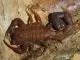 Tityus magnimanus - Instar 2-3