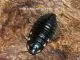 Gromphadorrhina portentosa " Black " - 100 Stück subadult/adult