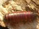 Gromphadorrhina oblongonata - 100 Stück subadult/adult