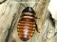 Elliptorhina chopardi - 1 Kg subadult/adult