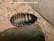 Elliptorhina chopardi - 1 Kg subadult/adult