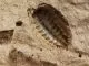 Porcellio Spatulatus "Coros" 10 Stück mix,