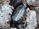 Porcellio Spatulatus "Coros" 10 Stück mix,