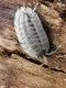 Porcellio Spatulatus "Coros" 10 Stück mix,