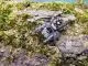 Phiddipus regius " Nord Florida" - 1. FH,