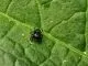 Phiddipus regius " Nord Florida" - 1. FH,