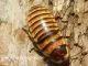 Elliptorhina javanica - 1 KG subadult/adult