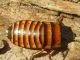 Elliptorhina javanica - 1 KG subadult/adult