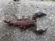 Chaerlius celebensis - Instar 2,