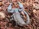 Chaerlius celebensis - Instar 2,